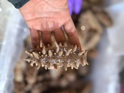 即食鲜蒸海参烟台蓬莱水产单只独立装批发一手货源 包邮海参送礼图3