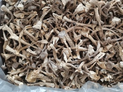 鹿茸菇鹿茸菌干货500g土特产农副产品食用菌酒店食材批发 产地直供图4