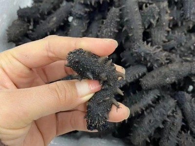 海参厂家批发大连海参辽刺参口感劲道鲜食海参大连特产图4