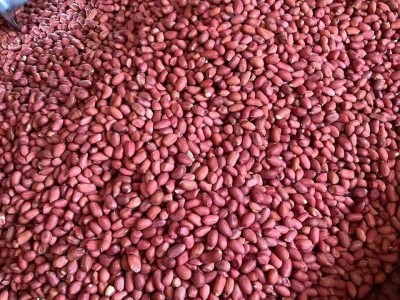 四粒红花生米批发 去壳红花生米50斤东北生花生米图3