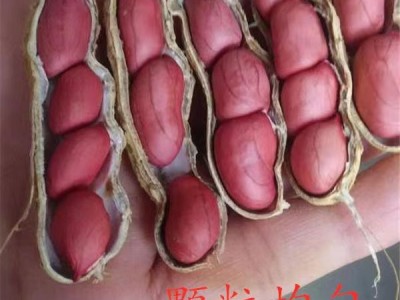 四粒红花生米批发 去壳红花生米50斤东北生花生米图4