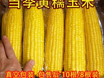 黄糯玉米 真空包装花玉米甜糯玉米8根装 黑糯玉米可代发资质齐全图3