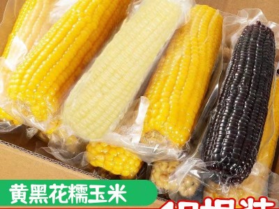 黑糯玉米 真空包装黄糯玉米可代发资质齐全花玉米甜糯玉米10根装图3