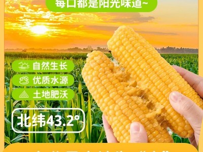 包邮东北特产好品质黄糯玉米10根装黏糯玉米真空包装玉米低脂真空图2