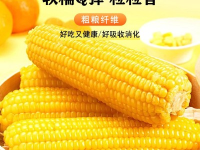 东北黄糯玉米十根 粘糯玉米真空包装整箱玉米棒加热即食代发批发图2