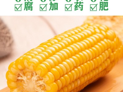 东北黄糯玉米十根 粘糯玉米真空包装整箱玉米棒加热即食代发批发图3