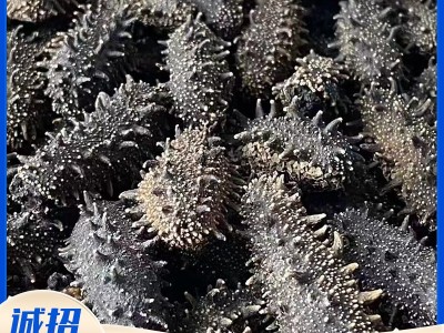 大连底播淡干海参50g 非即食家用散装海参干货 厂家批发直播代发图2