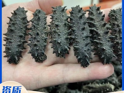 大连底播淡干海参50g 非即食家用散装海参干货 厂家批发直播代发图4