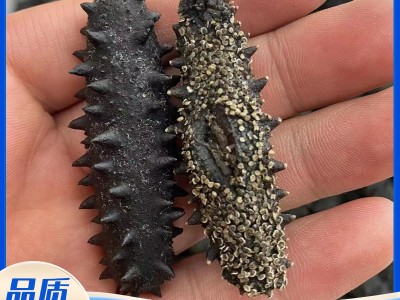 大连底播淡干海参50g 非即食家用散装海参干货 厂家批发直播代发图3