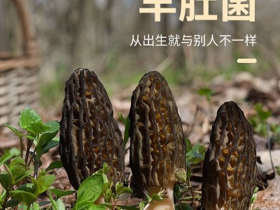 古田食用菌精选头茬优质羊肚菌干货10g大小包装规格各类平台代发图3