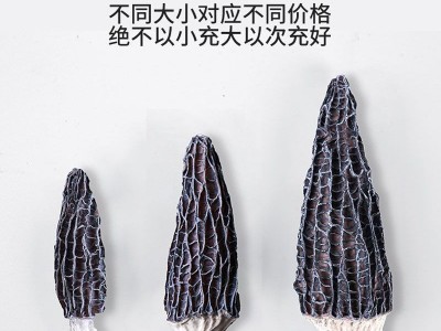 古田食用菌精选头茬优质羊肚菌干货10g大小包装规格各类平台代发图4