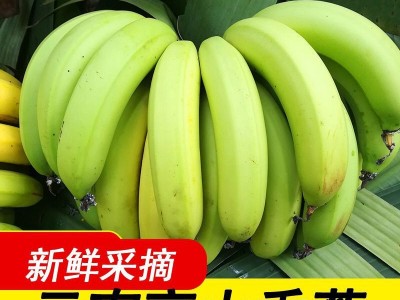 香蕉云南特产新鲜水果应季批发价大果高山成熟薄皮一件代发跨境图4