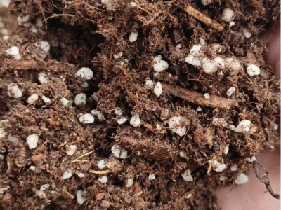 蓝莓栽培基质蓝莓专用土酸性种植营养土壤蓝莓绣球山茶酸性土栽培图2