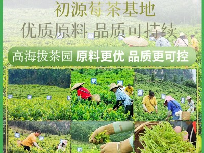 500克正宗特级张家界莓茶芽尖龙须莓茶茅岩霉茶土家藤茶一件代发图3