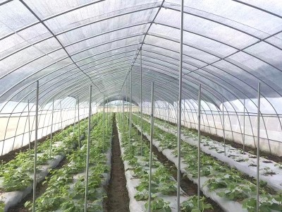农业内保温温室大棚骨架遮阳温室圆拱形薄膜温室大棚单体大棚遮阳图2