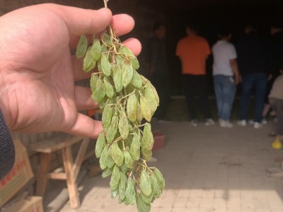 葡萄干新疆吐鲁番直发散货19.8斤小颗粒烘焙糕点产地发货无核无籽图2