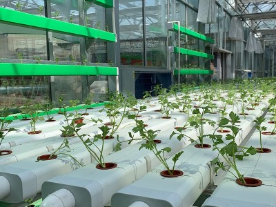 无土栽培玻璃温室 智能农业种植大棚 现代化全自动大棚 玻璃大棚图4