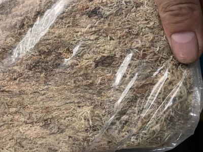 批发大包优质干水苔兰花石斛食虫植物保湿爬宠垫底专用干水苔图3