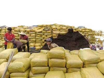 泥炭土花卉小盆栽蔬菜种植用种植土园林绿化栽培基质营养土图5