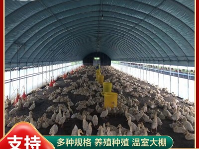 新型养鸡大棚 养殖大棚 养猪大棚 养羊 养鸭 养鹅 养牛 冬暖夏凉图2