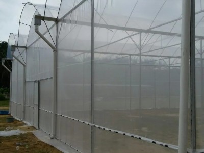 简易连栋大棚 蔬菜温室大棚 花卉育苗温室大棚外遮阳薄膜连体大棚图5
