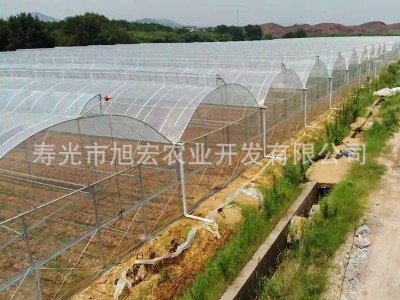 薄膜连栋温室 农业育苗多用途温室大棚 蔬菜种植养殖大棚厂家供应图5