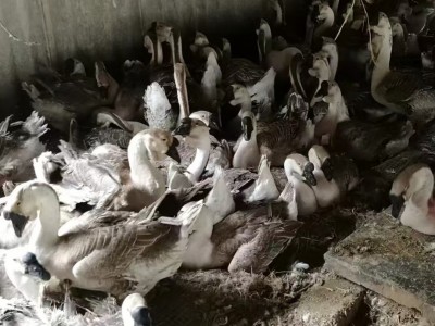 纯种狮头鹅出售狮头鹅苗图3