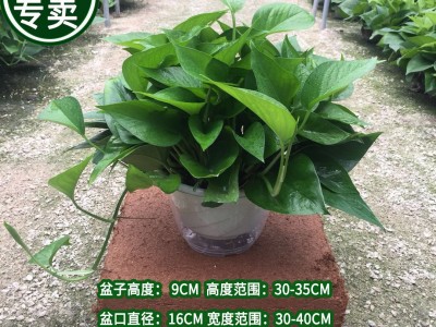180大绿萝盆栽植物花卉室内绿植吸甲醛水培吊兰净化空气绿箩基地图3