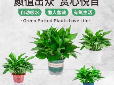 180大绿萝盆栽植物花卉室内绿植吸甲醛水培吊兰净化空气绿箩基地图2