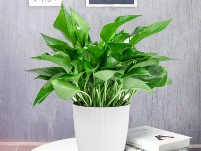180大绿萝盆栽植物花卉室内绿植吸甲醛水培吊兰净化空气绿箩基地图4