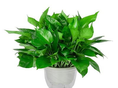180大绿萝盆栽植物花卉室内绿植吸甲醛水培吊兰净化空气绿箩基地图5