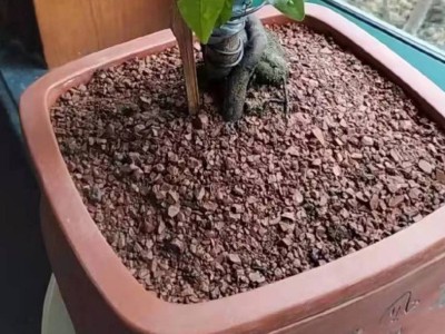 胜艺风化土绿植颗粒批发金弹子生桩簕竹专用扦插生根渗水石黄杨图2