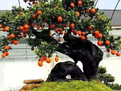 金弹子营养土老鸭柿盆景绿植专用风化颗粒有机原装优质促生长图2