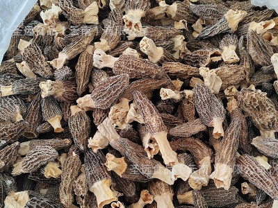 云南土特产羊肚菌干货散装大货批发厂家直批新货煲汤干蘑菇羊肚菌图3