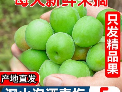 福建新鲜青梅果泡酒专用高山野生酸梅子现摘大果脆梅青梅鲜果包邮图3