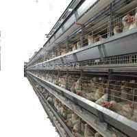 蛋鸡养殖笼厂家供应养鸡笼镀锌养鸡设备鸡笼可定制型号齐全