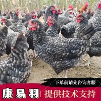 出售一斤左右脱温芦花鸡苗黑白芦花脱温苗活物半斤幼苗