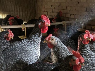 半斤芦花鸡活鸡苗纯种活体脱温鸡幼苗成品母鸡芦花鸡家禽散养图3