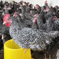 半斤芦花鸡活鸡苗纯种活体脱温鸡幼苗成品母鸡芦花鸡家禽散养