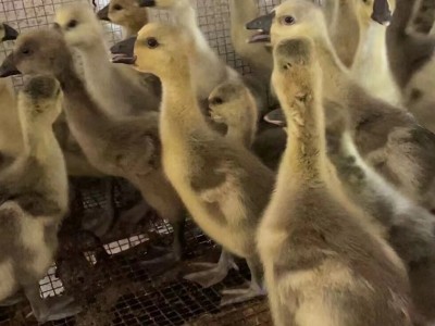 纯种狮头鹅批发价格狮头鹅脱温苗幼苗活物正宗狮头鹅活体幼崽种蛋图5