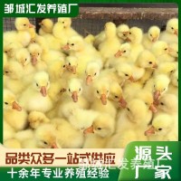 特种养殖白鹅 繁殖种苗可下蛋 景区观赏家养珍禽白狮头杂交幼苗