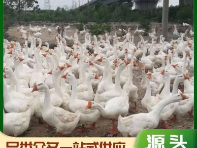 特种养殖白鹅 繁殖种苗可下蛋 景区观赏家养珍禽白狮头杂交幼苗图2