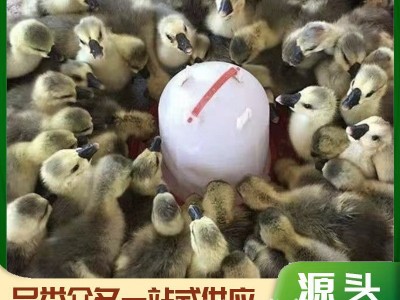 特种养殖白鹅 繁殖种苗可下蛋 景区观赏家养珍禽白狮头杂交幼苗图3
