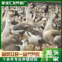鹅苗潮汕狮头鹅纯种活苗 狮头鹅脱温苗 狮头鹅苗价格白狮头