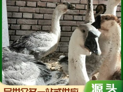 鹅苗潮汕狮头鹅纯种活苗 狮头鹅脱温苗 狮头鹅苗价格白狮头图2