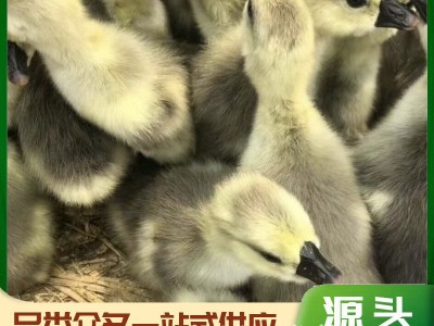 鹅苗潮汕狮头鹅纯种活苗 狮头鹅脱温苗 狮头鹅苗价格白狮头图4