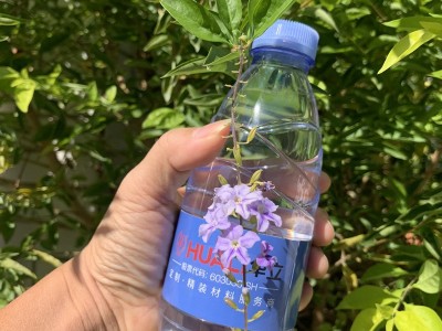 景田矿泉水整箱批特价 景田纯净水360ml24瓶整箱 小瓶矿泉水批发图4