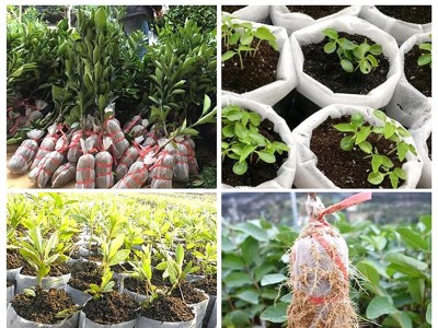 植物栽培无纺布种植袋免脱可降解育苗容器袋营养袋工厂现货批发图2