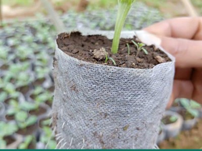 植物栽培无纺布种植袋免脱可降解育苗容器袋营养袋工厂现货批发图4