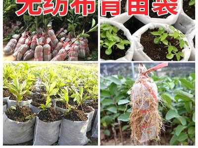 工厂直供大号无纺布育苗袋一次性果苗农用花盆可降解幼苗移植袋图5